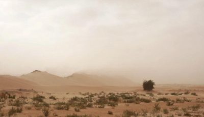 التصحر يزحف على تونس.. تهديد صامت للأرض ولقمة العيش
