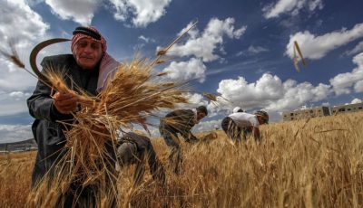 جفاف تاريخي يضرب سوريا.. 95% من محصول القمح خارج الخدمة