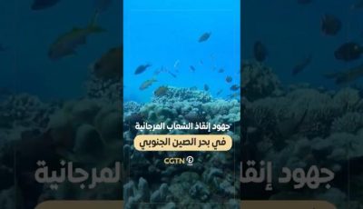 جهود لإنقاذ الشعاب المرجانية في بحر الصين الجنوبي