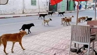 غضب شعبى وبرلمانى.. سر فشل الحكومة في مواجهة الكلاب الضالة بالشوارع