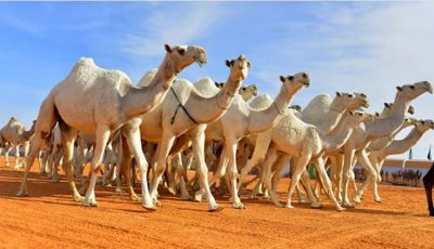الرياض في الصدارة.. أكثر من 2.2 مليون رأس من الإبل تجسد أهمية الموروث الوطني وتعزيز الأمن الغذائي