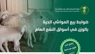 بدء تطبيق ضوابط بيع المواشي الحية بالوزن في أسواق النفع العام الخميس المقبل
