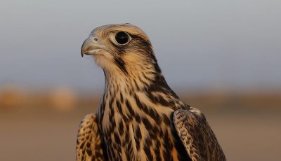 نادي الصقور السعودي يرفع أعداد «الوكري» المهدد بالانقراض إلى 14 صقرًا عبر برنامج «هدد»