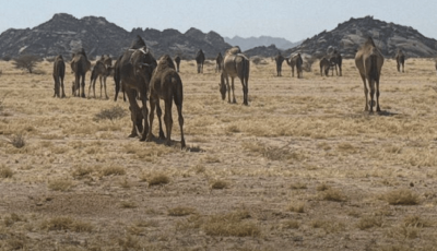 ضبط مخالفة رعي في مرعى الصهوة بالمدينة المنورة