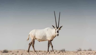 الظبي الجفول.. رمز الصحراء وملهم الشعراء