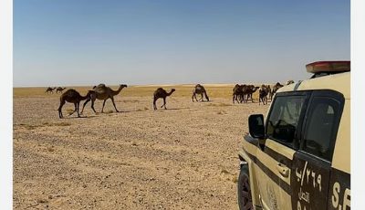 ضبط مواطن لارتكابه مخالفة رعي في محمية الملك عبدالعزيز الملكية