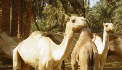 «الإرشاد الزراعي» تنبه مربي الإبل من أعراض تستدعي استشارة الطبيب البيطري
