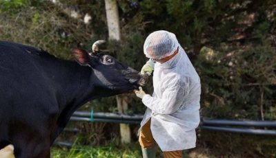 انطلاق الحملة الثانية لتحصين الماشية من الحمى القلاعية بالفيوم السبت