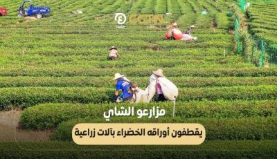 مزارعو الشاي الصينيون يقطفون أوراقه الخضراء بآلات زراعية