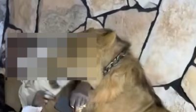 تلذذ بإخافتهم.. ليبي يطلق أسدًا على عمال سودانيين في مزرعة (فيديو)