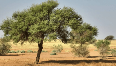 تزايد نمو الغطاء النباتي في محمية الإمام تركي بن عبدالله يعزز جودة الهواء