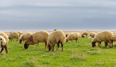 أكثر من 7 ملايين رأس ضأن.. الثروة الحيوانية في الحدود الشمالية كنز الأمن الغذائي ومصدر الاستدامة