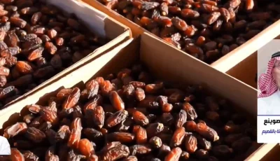 مسؤول: القصيم الأولى بقطاع النخيل بأكثر من 12 مليون نخلة