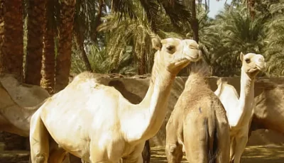 «الإرشاد الزراعي»: المياه النظيفة تحافظ على صحة الإبل وإنتاجيتها