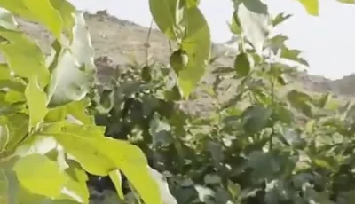 لأول مرة في عسير.. مزارع بمحافظة النماص ينجح في حصاد ثمار الأفوكادو